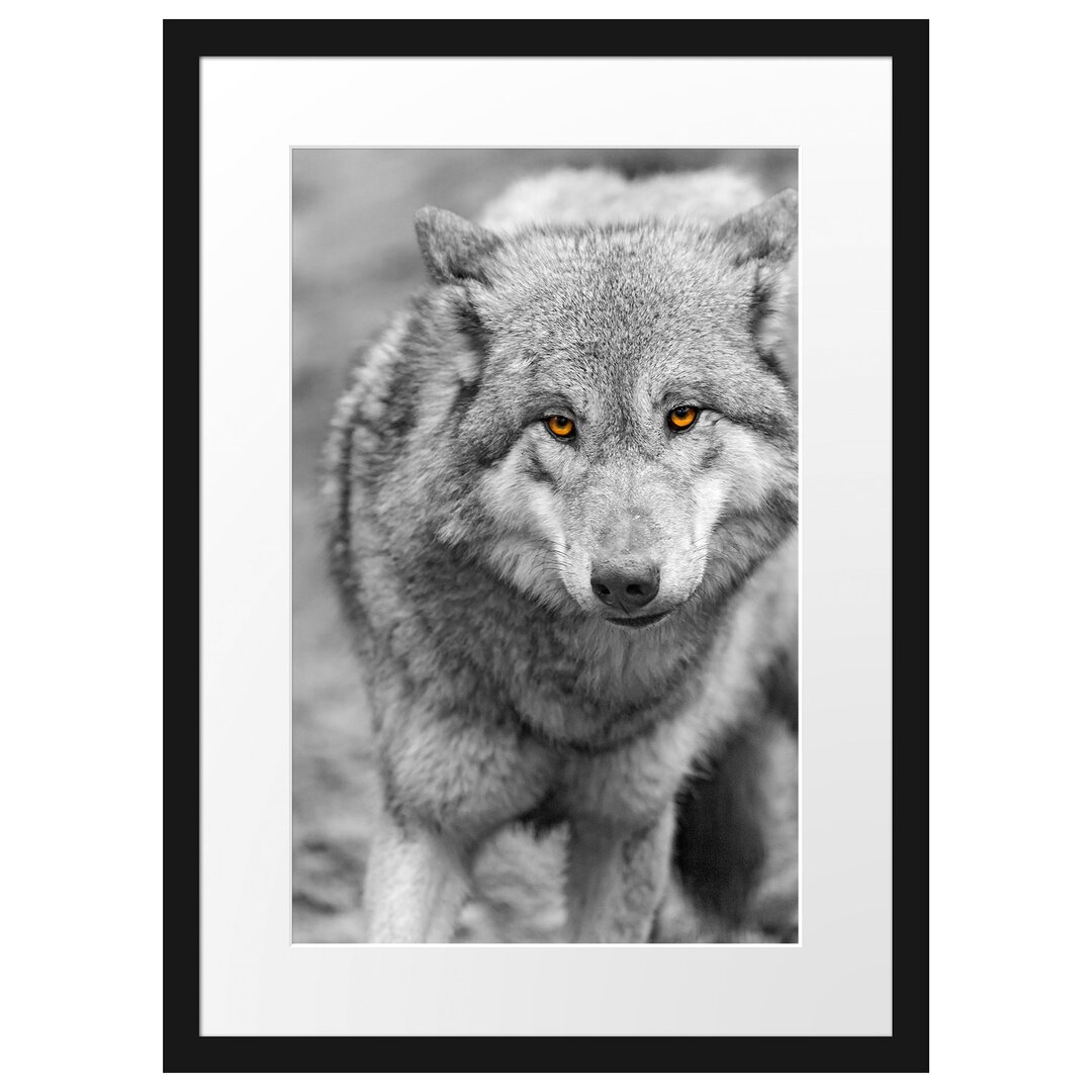 Gerahmtes Poster Scheuer Wolf