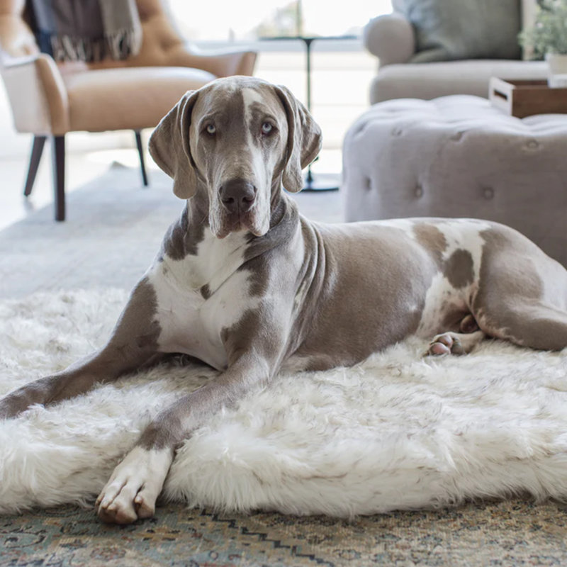 Small White Faux Fur Orthopedic Dog Bed with Memory Foam