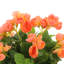 Begonia Floral Arrangement-1521383731-1560274431
