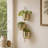 Planter-1071653952