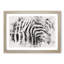 Stripes of the Zebras - Picture Frame Graphic Art Print-56877952-56877957