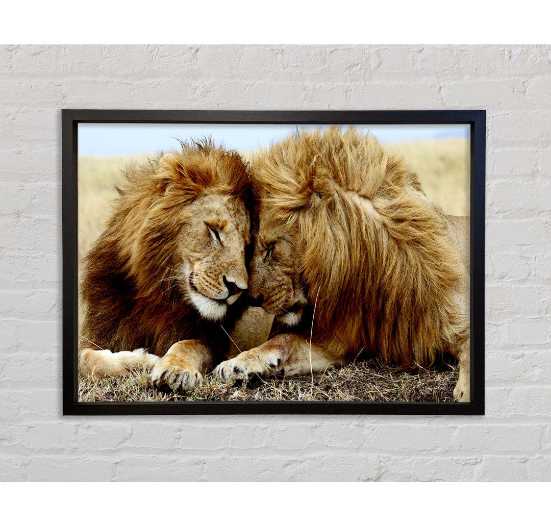 Lions Love Wild Cats Animals - Einzelbildrahmen Kunstdrucke auf Leinwand