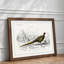 Pheasant Illustration by Charles D' Orbigny - Framed Print-55583018-55583019