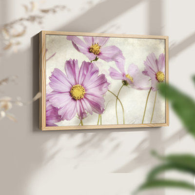 «Pink Cosmos I», reproduction encadrée
