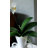 Artificial Orchid Leaves 12"