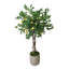 Lemon Tree in Fiberstone Pot