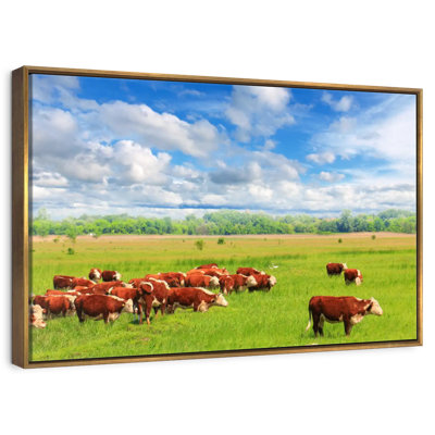 Grazing Hereford Cows