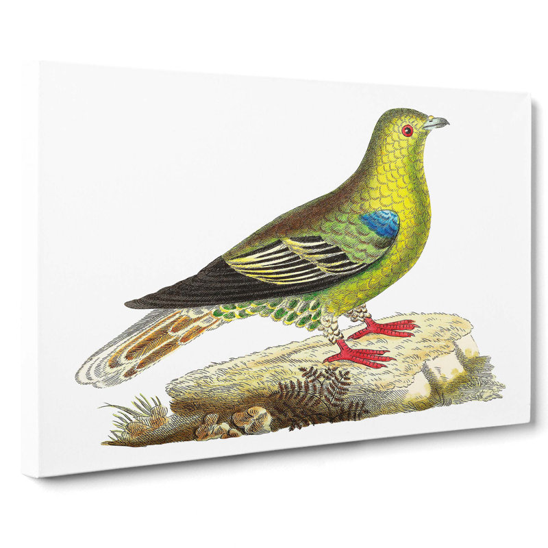Madagascar Pigeon by George Shaw - Wrapped Canvas Painting, 35cm H x 50cm W x 3cm D