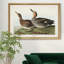 Galdwell Duck - reproduction de cadre photo sur toile-1266378089-1266378083
