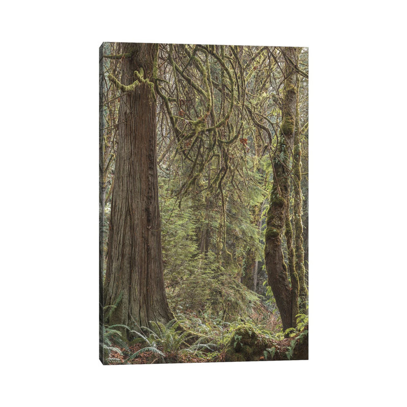 Tree Light 2020 by Louis Ruth - Wrapped Canvas Print, 66.04 cm H x 45.72 cm W x 1.91 cm D