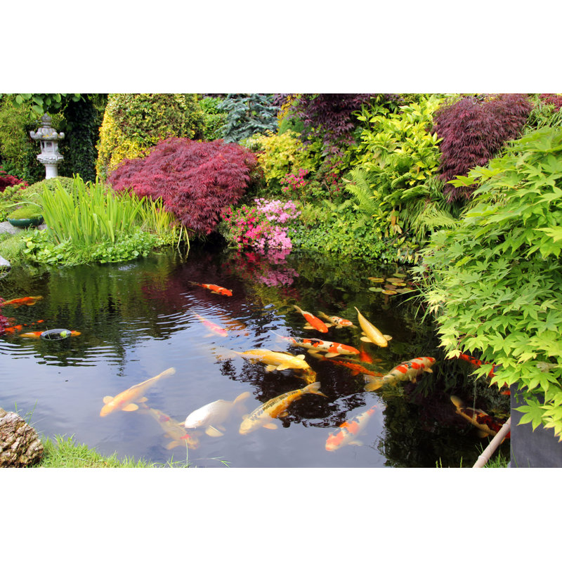 Japanese Garden With Koi Fish by BasieB - Wrapped Canvas Print, 51cm H x 76cm W