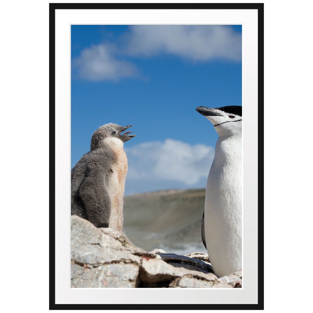 Gerahmtes Poster Pinguin mit süßen Küken