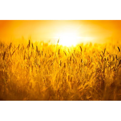 " Wheat Field " by Zonecreative