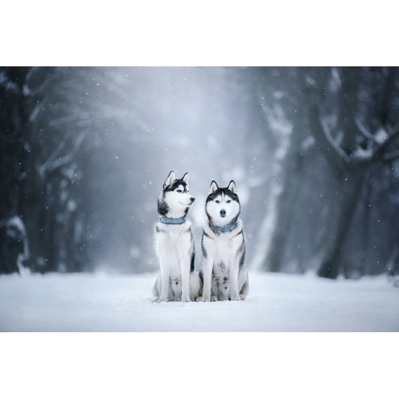 Siberian Husky In The Snow by Anna-av - Wrapped Canvas Print, 30cm H x 46cm W