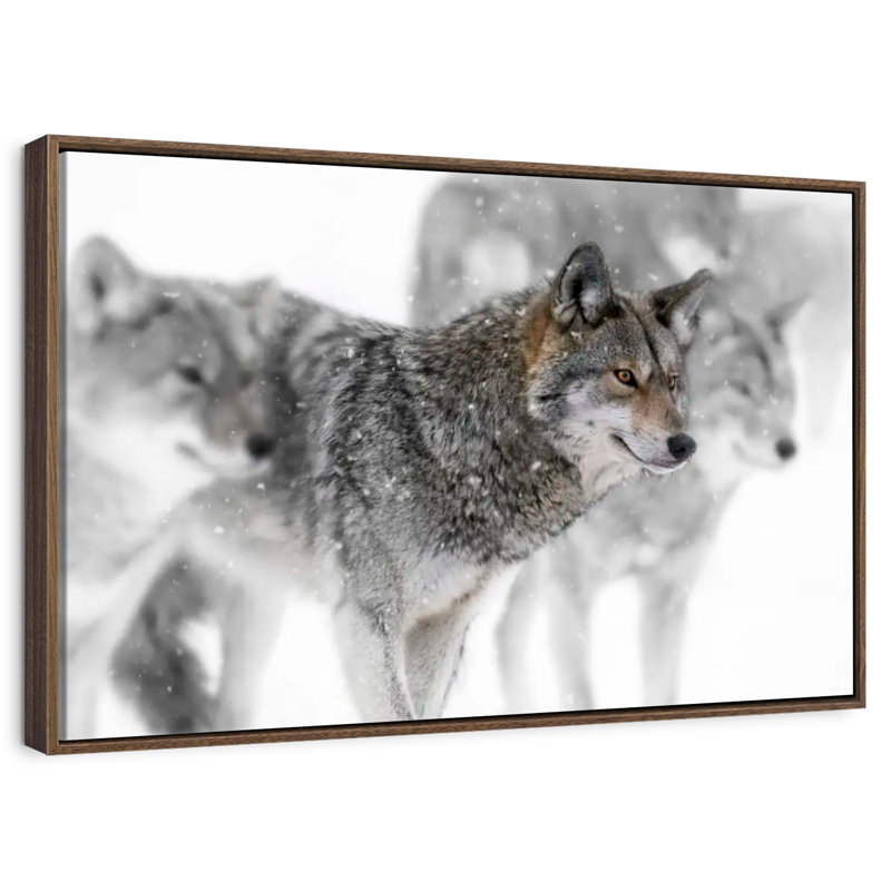 Coyote Band, 37 po x 25 po, Cadre flottant noyer