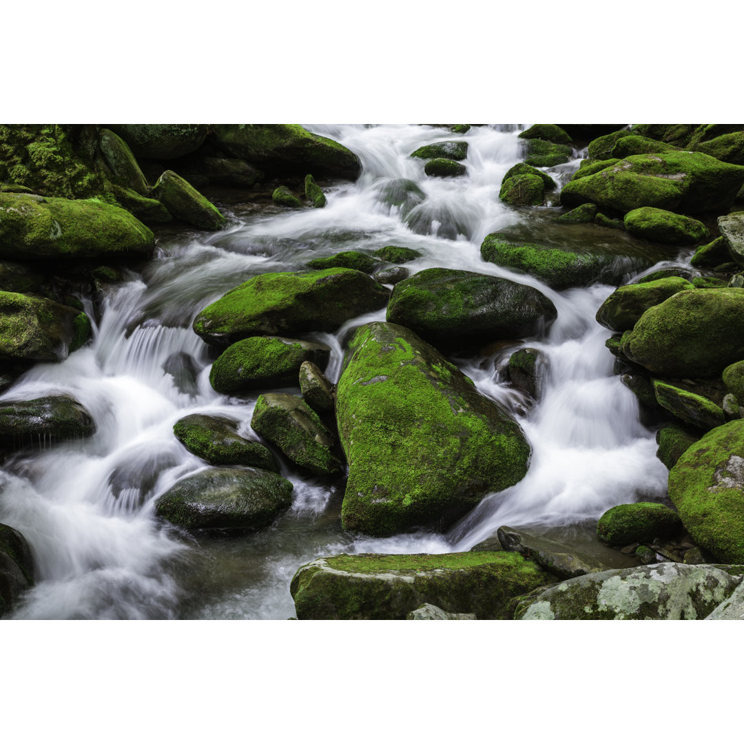 Wasserstrom im Wald von Dszc - Leinwanddrucke auf Leinwand