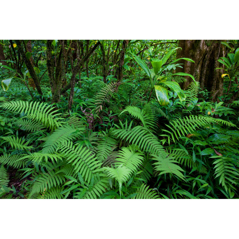 Tropical Rain Forest by Wingmar - Wrapped Canvas Print, 51cm H x 76cm W