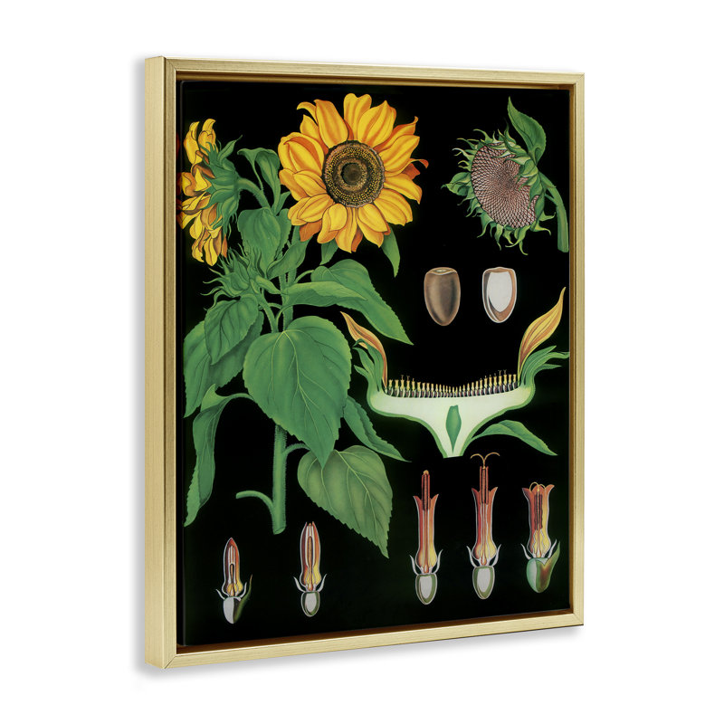 Cadre flottant à motif d'illustrations de tournesol, design Vintage Hustle, H 21 po x l 17 po, Cadre flottant métallique doré