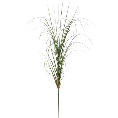 Herbe agave enroulée 6 pièces Wegman
