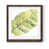 Walnut Framed Print
