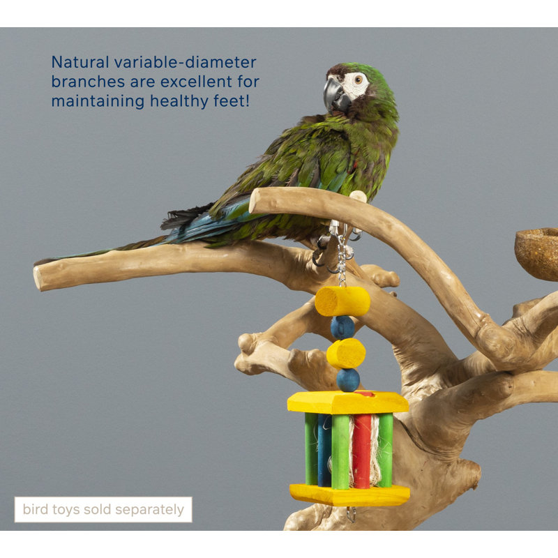 Large Natural Coffeawood Table Top Bird Playstand