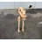 Baby T-Rex Dinosaur Skeleton Life Size Statue