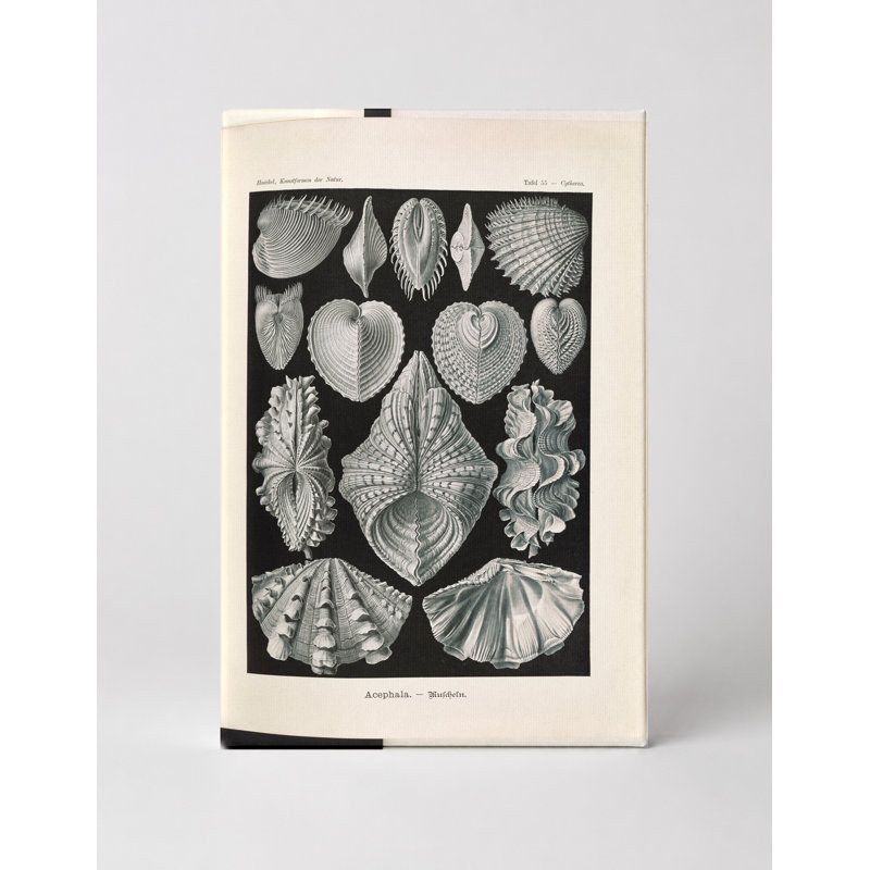 Acephala (Muscheln) - planche 35, Turribridge (1904) - art mural sur toile, 20" W x 16" H