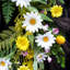 Couronne de printemps ensoleillée et marguerite jaune