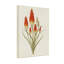 Plantes et fleurs rouge orange fleurs jaunes avec feuilles vertes-1138154879