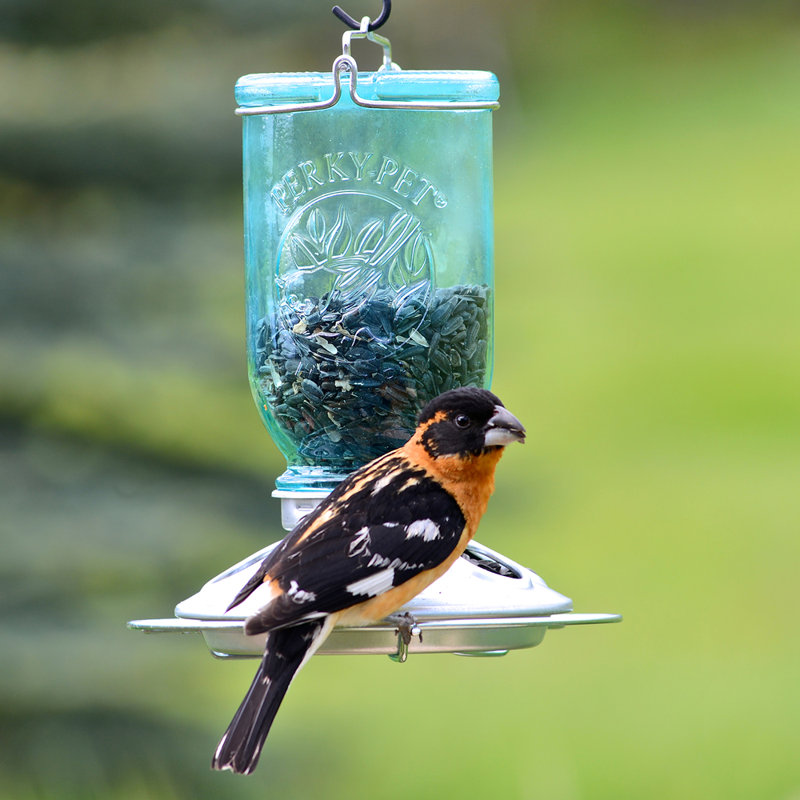 Mangeoire pour oiseaux sauvages Mason