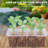 Costyle Plant Trays/ Stands Fruits / Vegetables