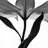 A Stunning Black And White Lily by Letty17 - Wrapped Canvas Print-165049508