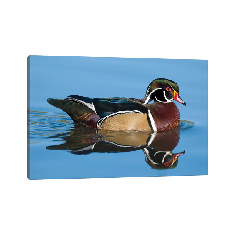 Wood Duck Male Swimming, Lapeer State Game Area, Michigan by Steve Gettle - Wrapped Canvas Gallery-Wrapped Canvas Giclée