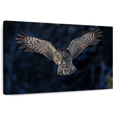Hibou gris volant