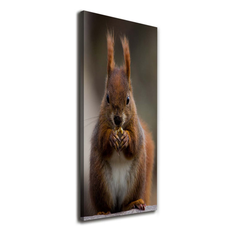 Squirrel - Wrapped Canvas Print
