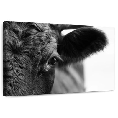 Vache aux yeux noirs Brampt
