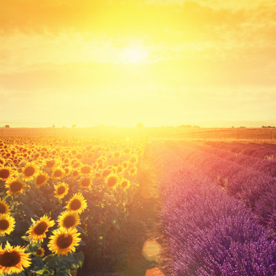 Sunset At Field by Mammuth - Wrapped Canvas Print