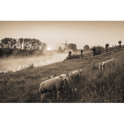 Moutons qui paissent