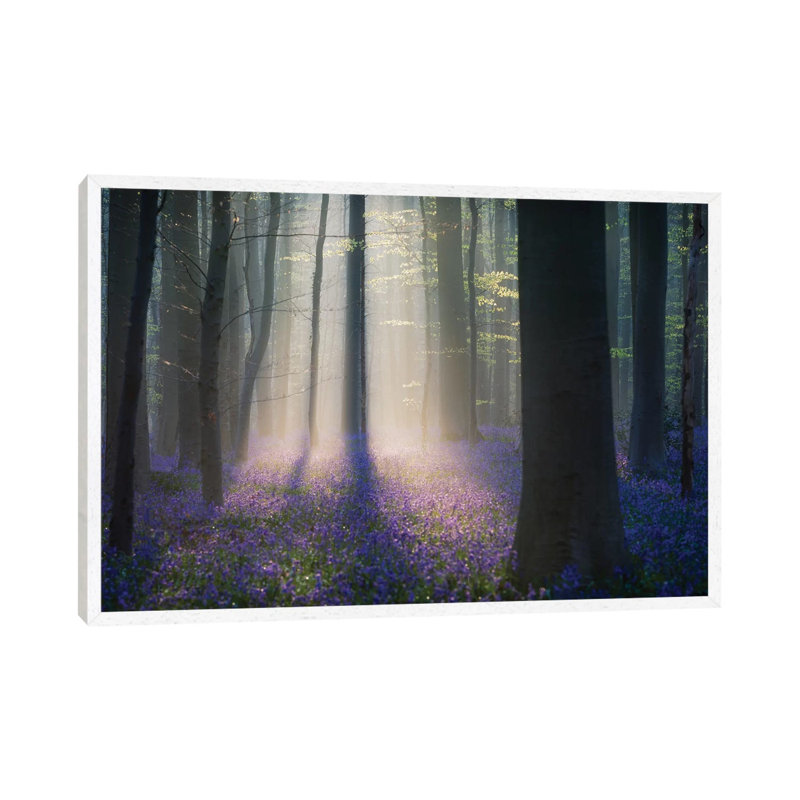 Velvet Light by Adrian Popan - Print on Canvas, 45.72cm H x 66.04cm W x 3.81cm D, White Floater Framed