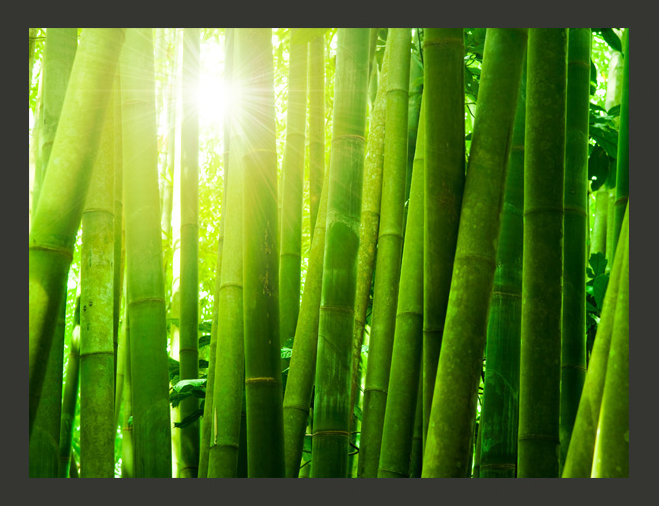 Sun and Bamboo 2.7m x 350cm Wallpaper, 300 cm x 231 cm