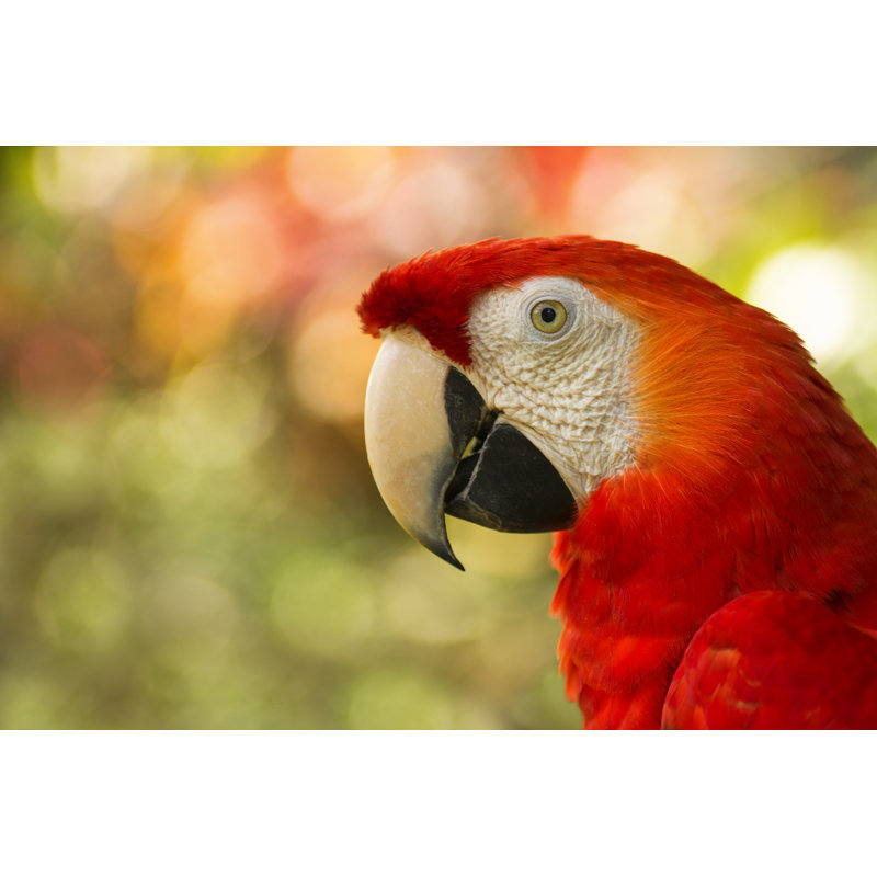 Close Up Of Costa Rican Scarlet Macaw by Engabito - Wrapped Canvas Print, 51cm H x 76cm W x 3.8cm D