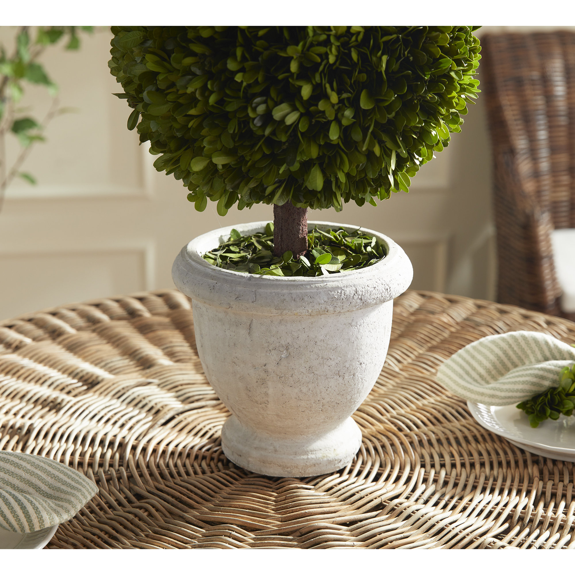 Alby Boxwood Topiary in Ceramic Pot, 20" H x 8.5" W x 8.5" D 