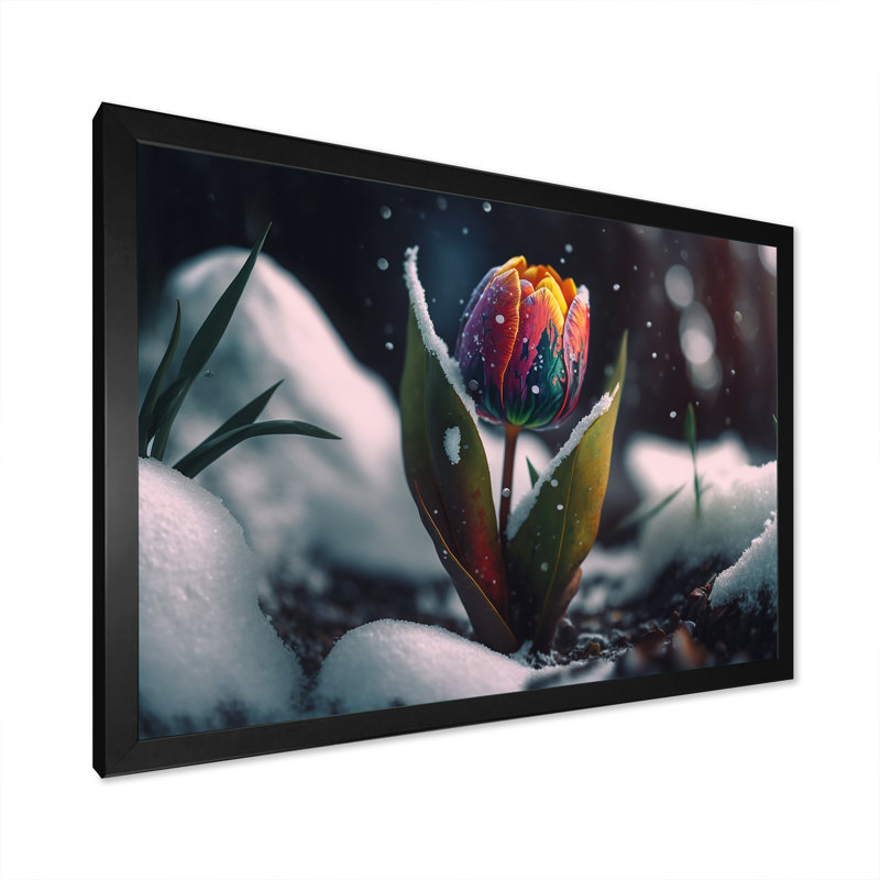 «A Blooming Multicolor Tulip Flower in Winter I», impression sur toile, H 34 po x l 44 po x P 1,5 po