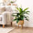 Callender 17.50" Artificial Dracaena Plant in Basket-41255500