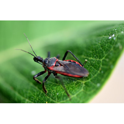 Kissing Bug - Wrapped Canvas Print