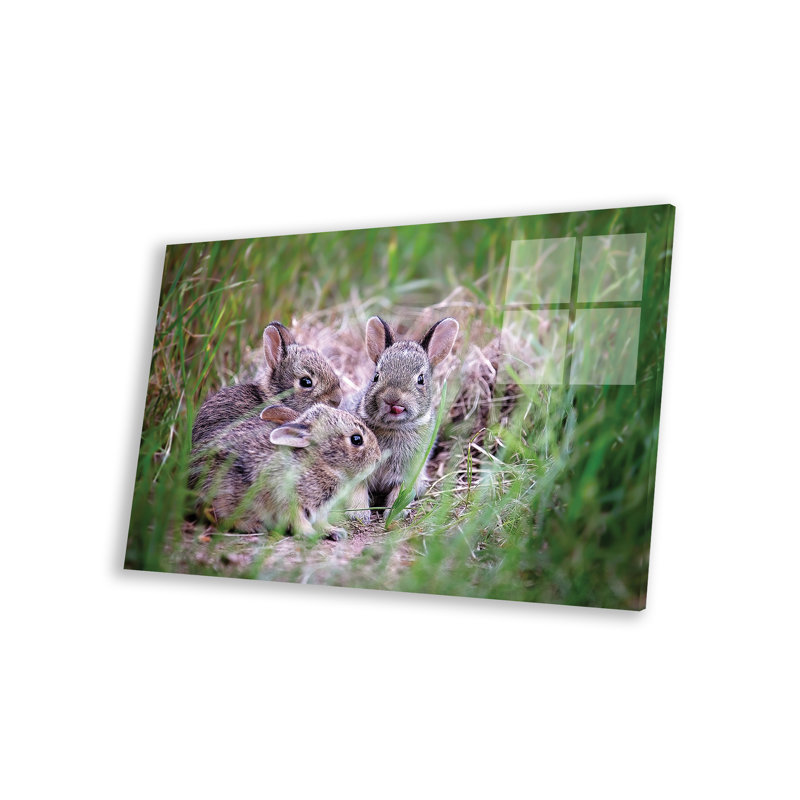 «Baby Bunnies» par Karen Burke - impression sans cadre