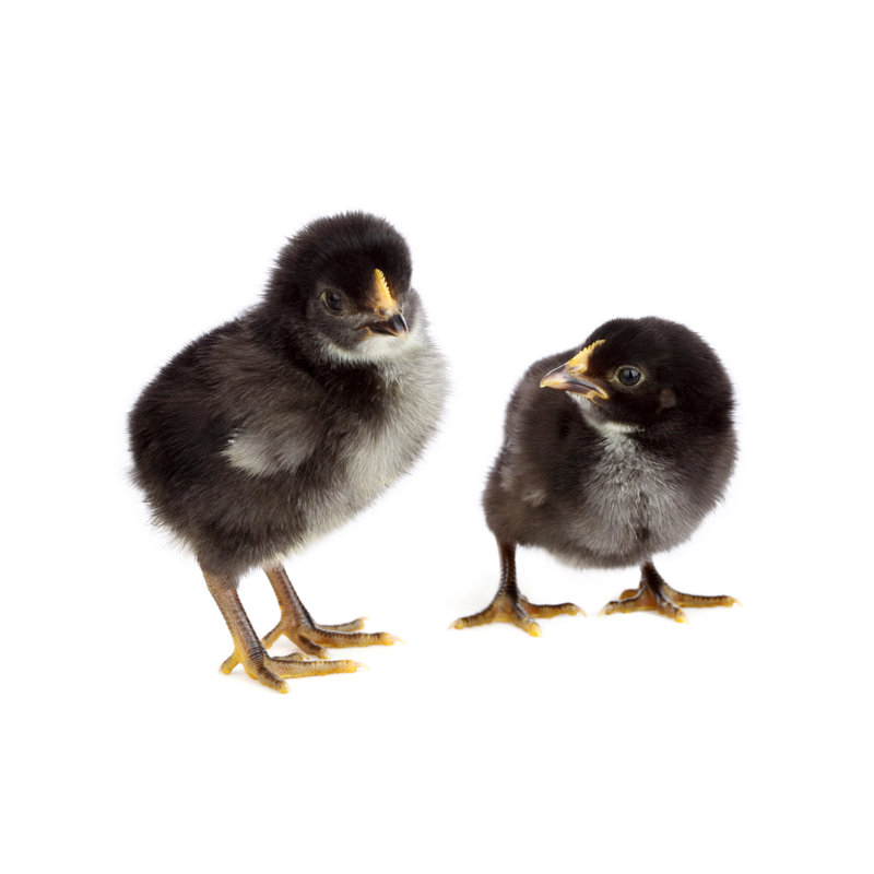Two Black Chickens On White Background by Frankhuang - No Frame Art Prints on Canvas, 30cm H x 46cm W