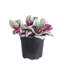 Live Tradescantia Nanouk Plant-2018534586