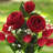 Natural Fibres Arrangement in Vase-453493387