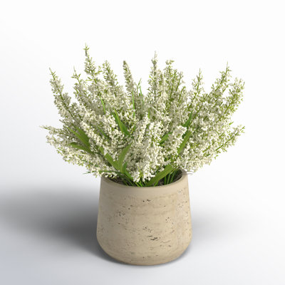 Lavender in Pot
